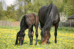 mare with foal