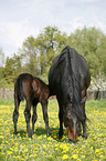 mare with foal