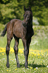 brown colt