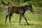 brown colt