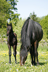 mare with foal