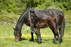 mare with foal