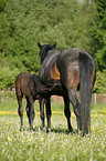 mare with foal