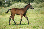 running foal