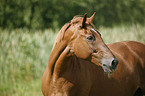 horse portrait