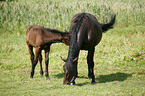 mare with foal