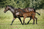 mare with foal