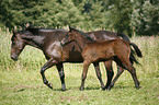 mare with foal