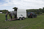 horse transport