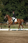 dressage