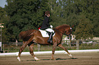 dressage