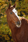 sorrel horse portrait