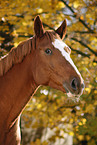 sorrel horse portrait