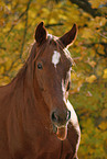 sorrel horse portrait