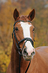 warmblood portrait