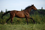 running horse