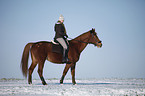 rider with warmblood