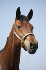 warmblood portrait