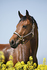 warmblood portrait