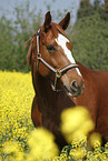 warmblood portrait