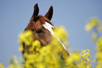 warmblood eye