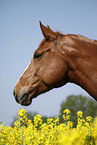 warmblood portrait