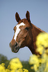 warmblood portrait