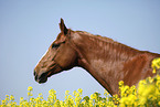 warmblood portrait