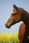 warmblood portrait