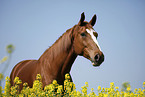 warmblood portrait