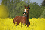 warmblood portrait