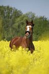 warmblood portrait