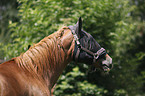 warmblood portrait