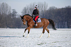 woman rides warmblood