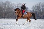 woman rides warmblood