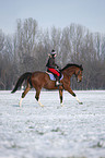 woman rides warmblood