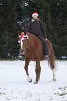 woman rides warmblood