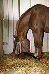 mare with foal