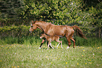 mare with foal