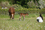 mare with foal