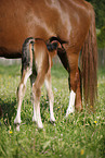 mare with foal