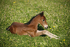 filly