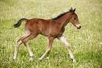 filly
