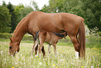 mare with foal