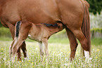 mare with foal
