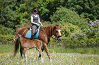 riding with foal