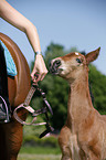 horse