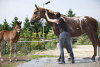 horse takes shower