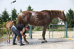 horse takes shower