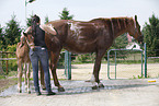 horse takes shower